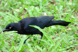 Image of Carib Grackle