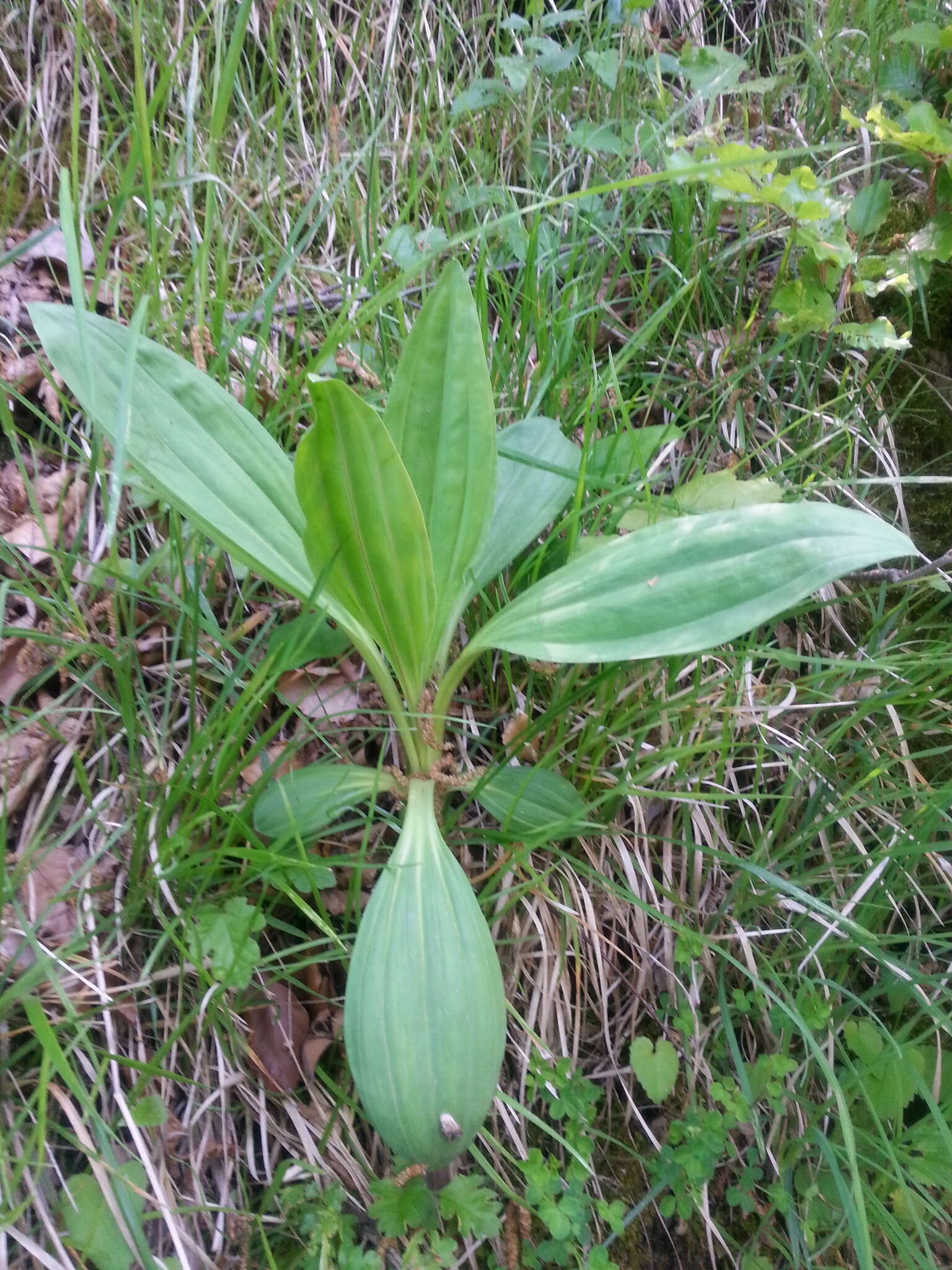 Image of bitter root