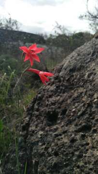 Image of Gladiolus priorii (N. E. Br.) Goldblatt & M. P. de Vos