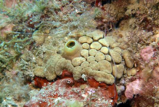 Image of green boring sponge