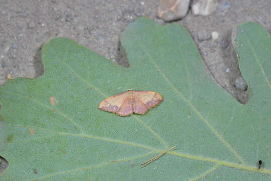 صورة Idaea ostrinaria