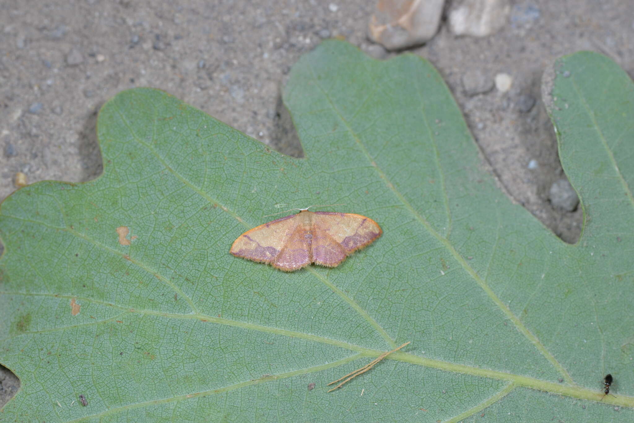 Image de Idaea ostrinaria