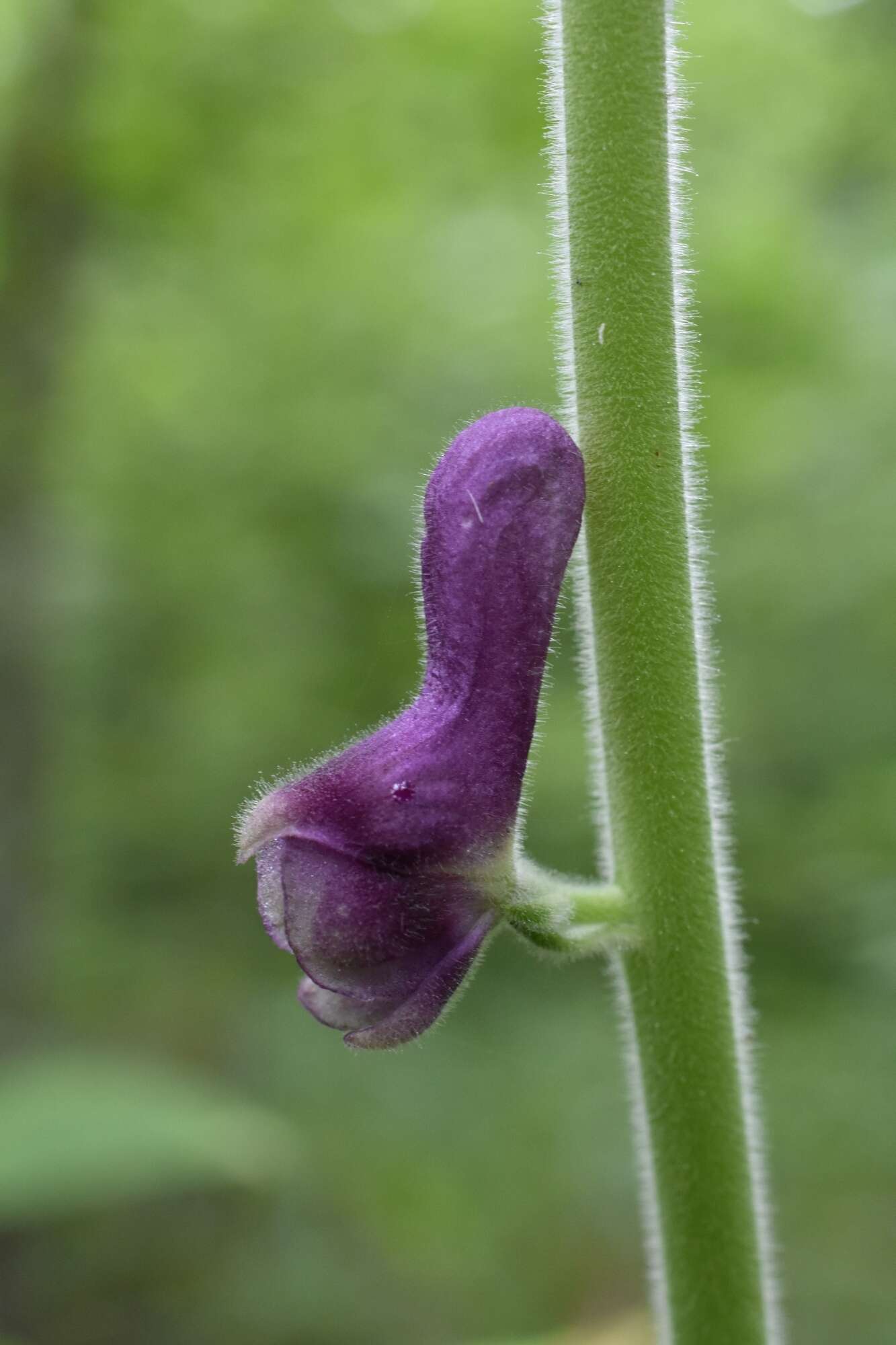 Imagem de Aconitum desoulavyi Komarov