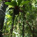 Image of Anthurium acutangulum Engl.