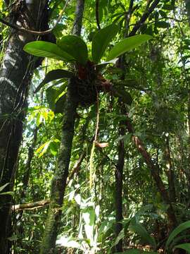 Image of Anthurium acutangulum Engl.