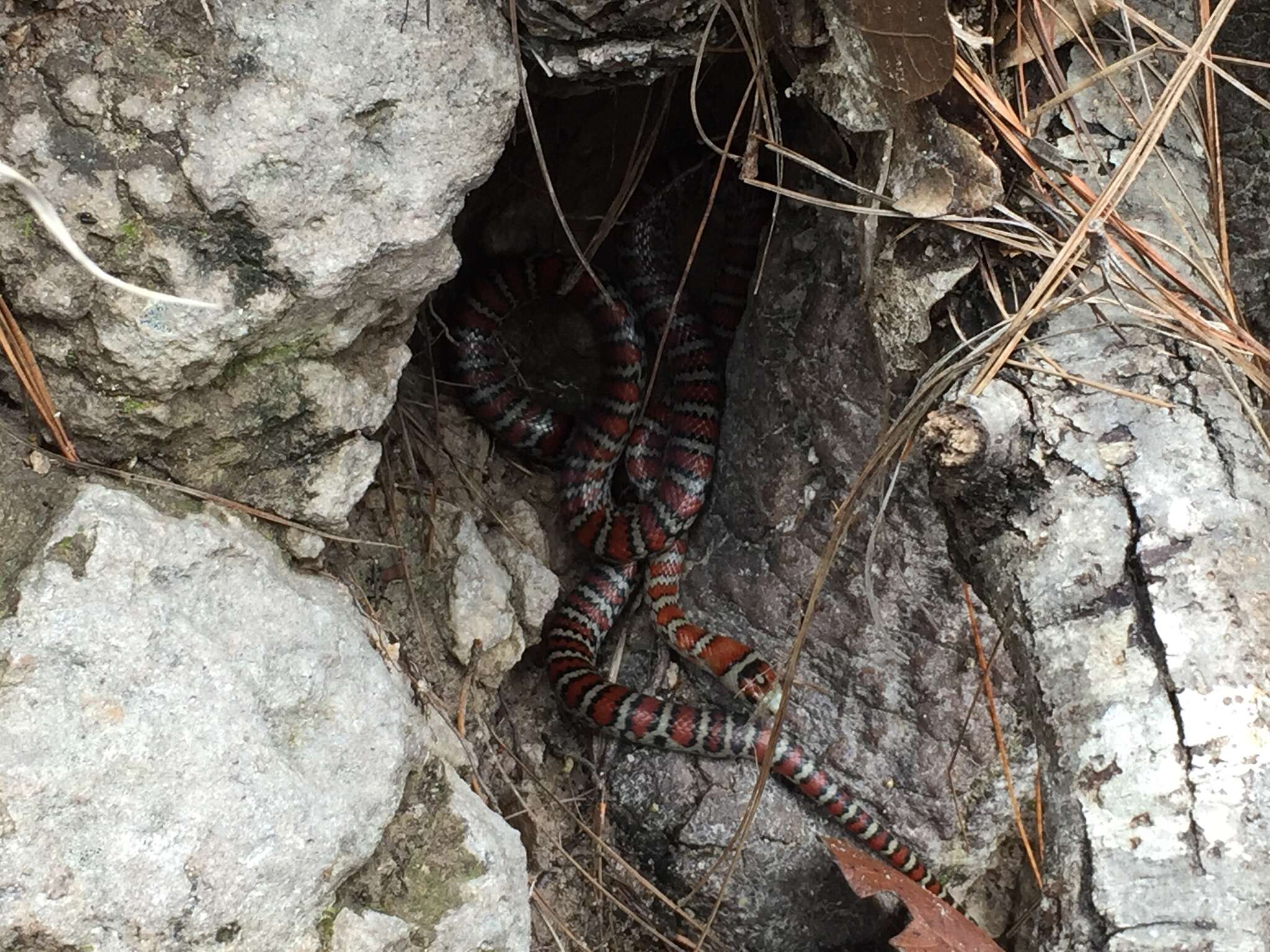 Image of Arizona Mountain Kingsnake