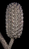 Image of Allocasuarina eriochlamys (L. Johnson) L. A. S. Johnson