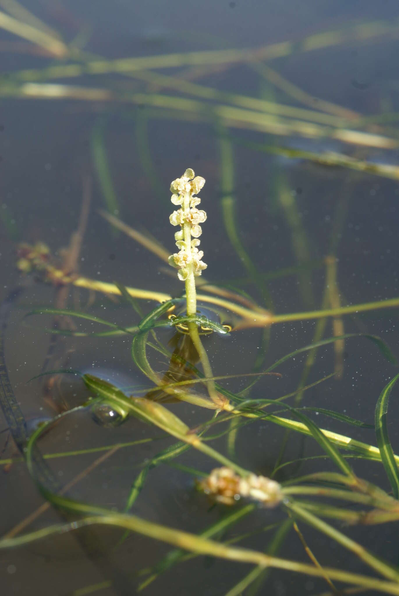 Sivun Potamogeton mandschuriensis (A. Benn.) A. Benn. kuva