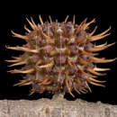 Image of Allocasuarina corniculata (F. Müll.) L. Johnson