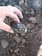 Image of Mole-rats