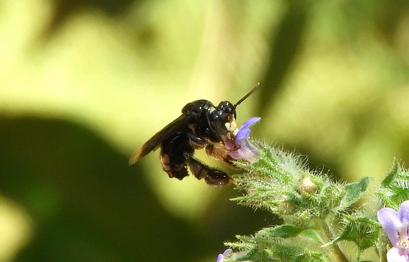 Image of Mourning Mimic-Oil bee