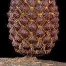 Image de Allocasuarina huegeliana (Miq.) L. A. S. Johnson