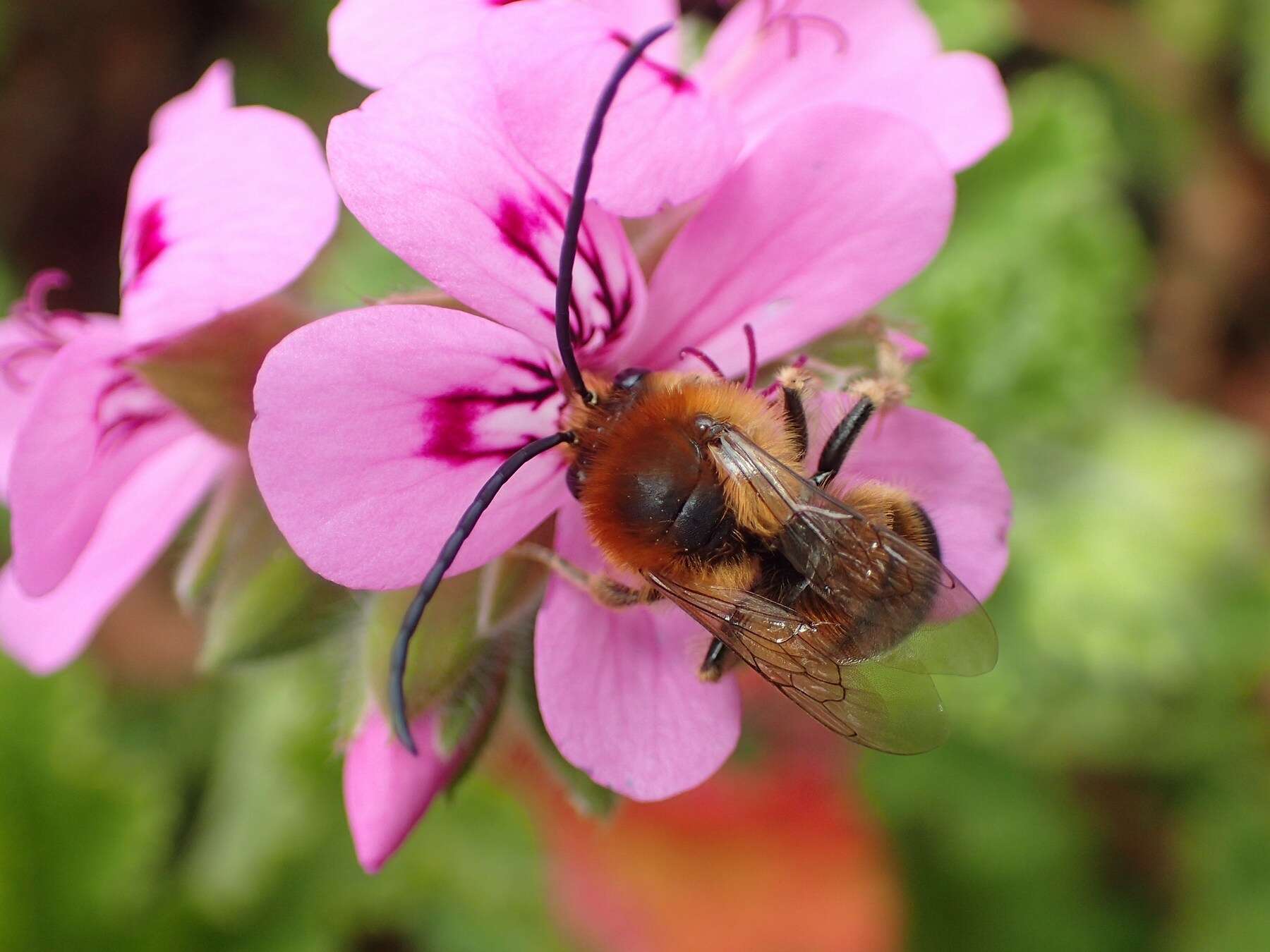 Image of Eucera longicornis (Linnaeus 1758)