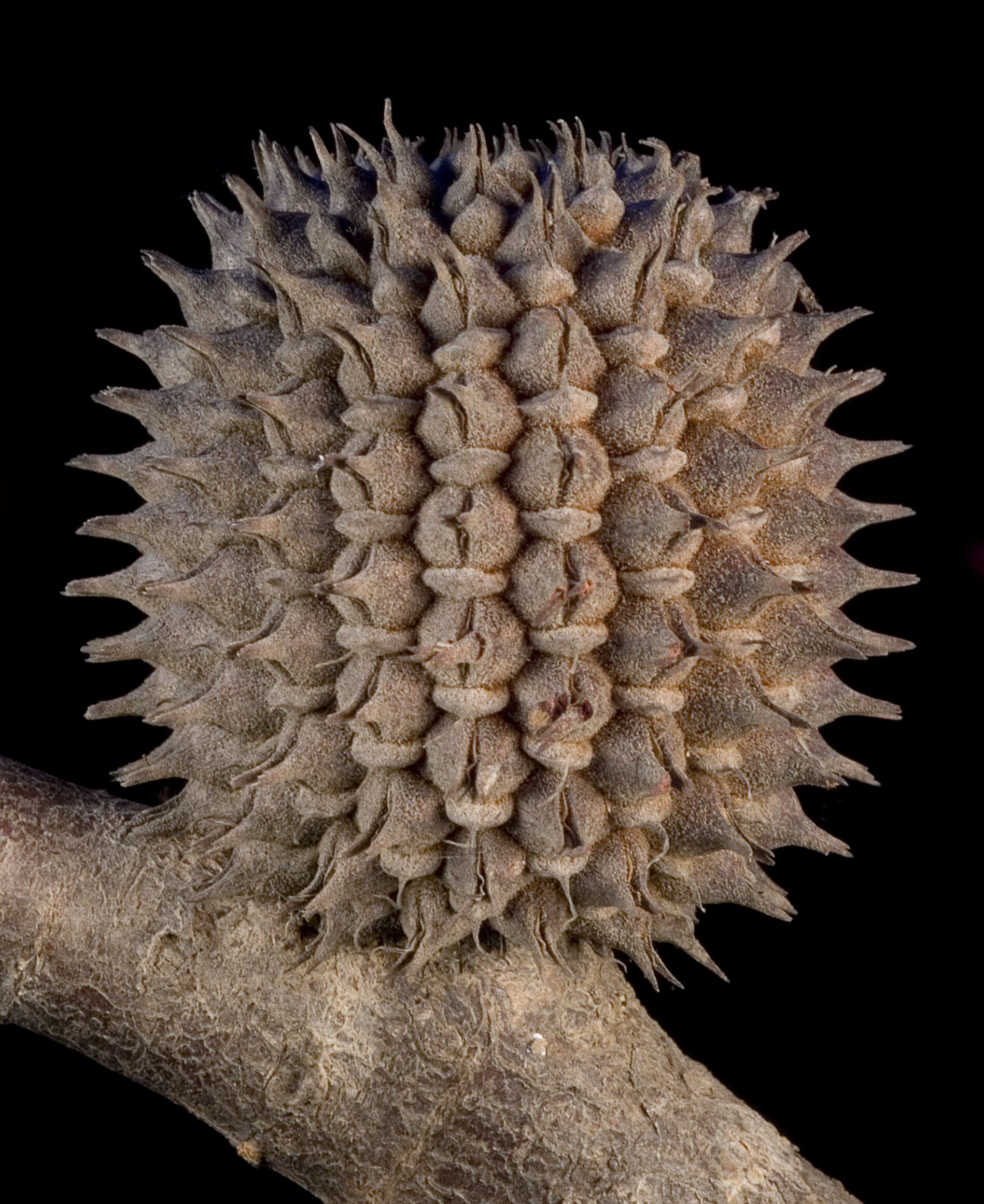 Image of Allocasuarina acutivalvis (F. Müll.) L. Johnson