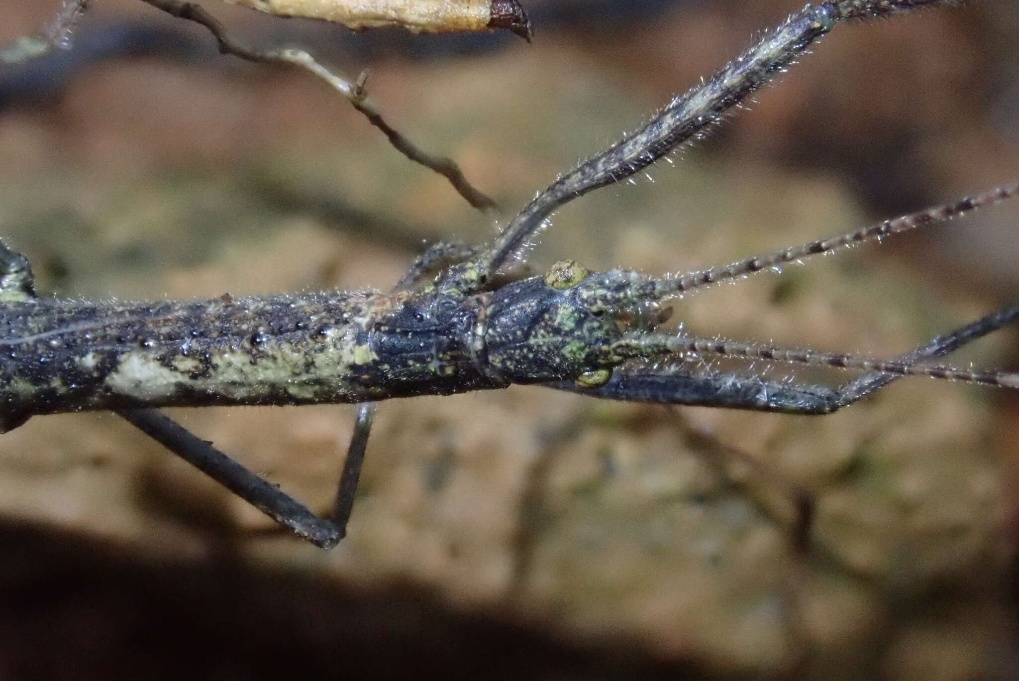 Image of Planososibia truncata (Chen, S. C. & Z. Y. Chen 2000)