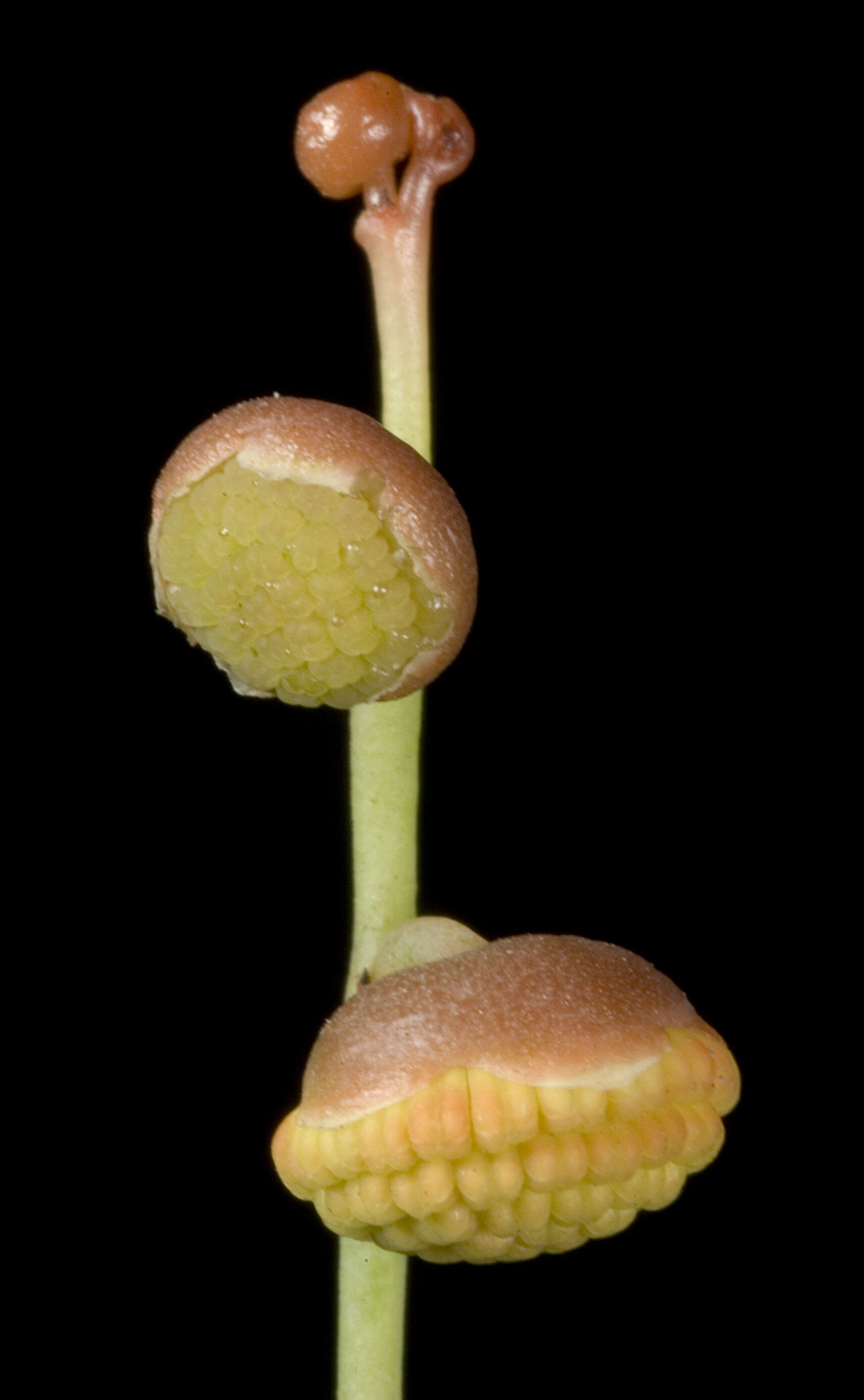 Image of Gyrostemon racemigerus
