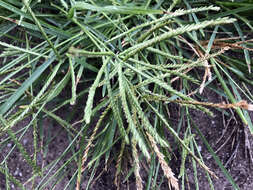 Image of finger millet