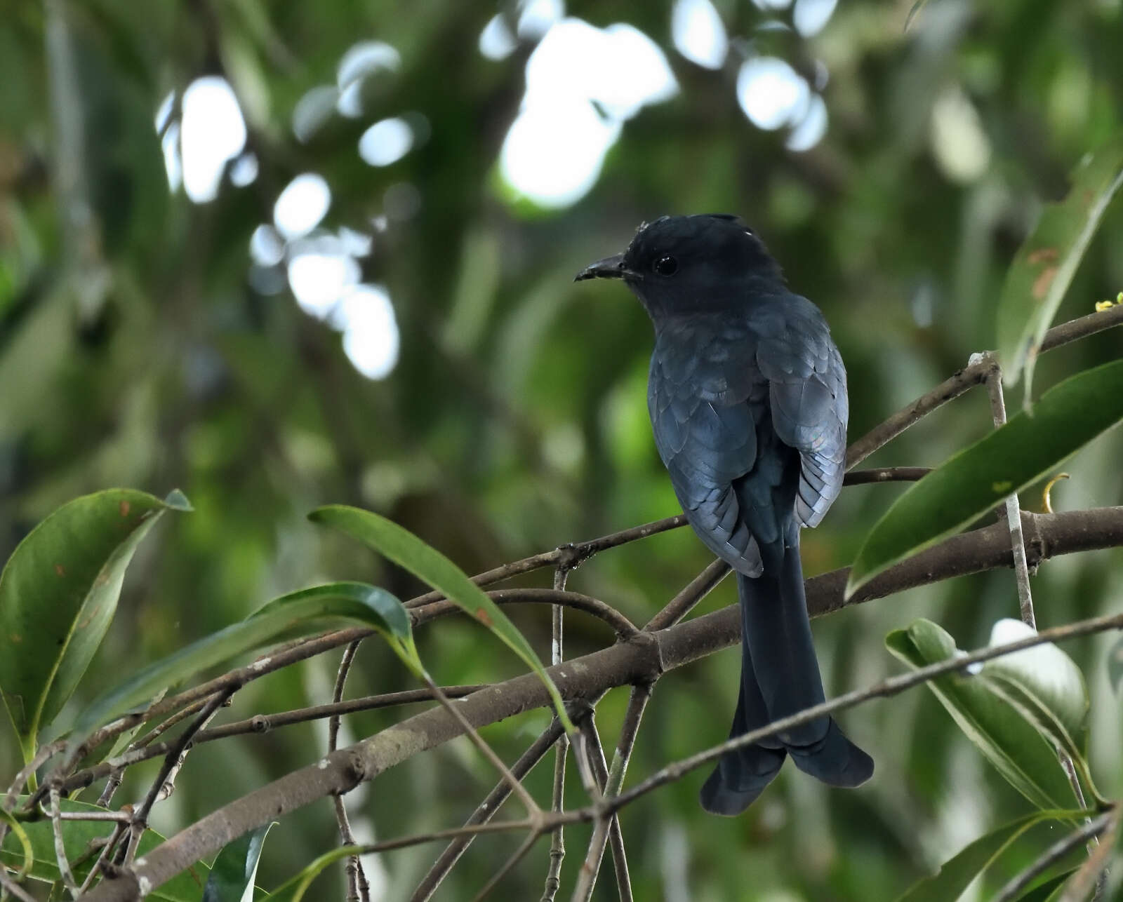 Image of Fork-tailed Drongo-Cuckoo