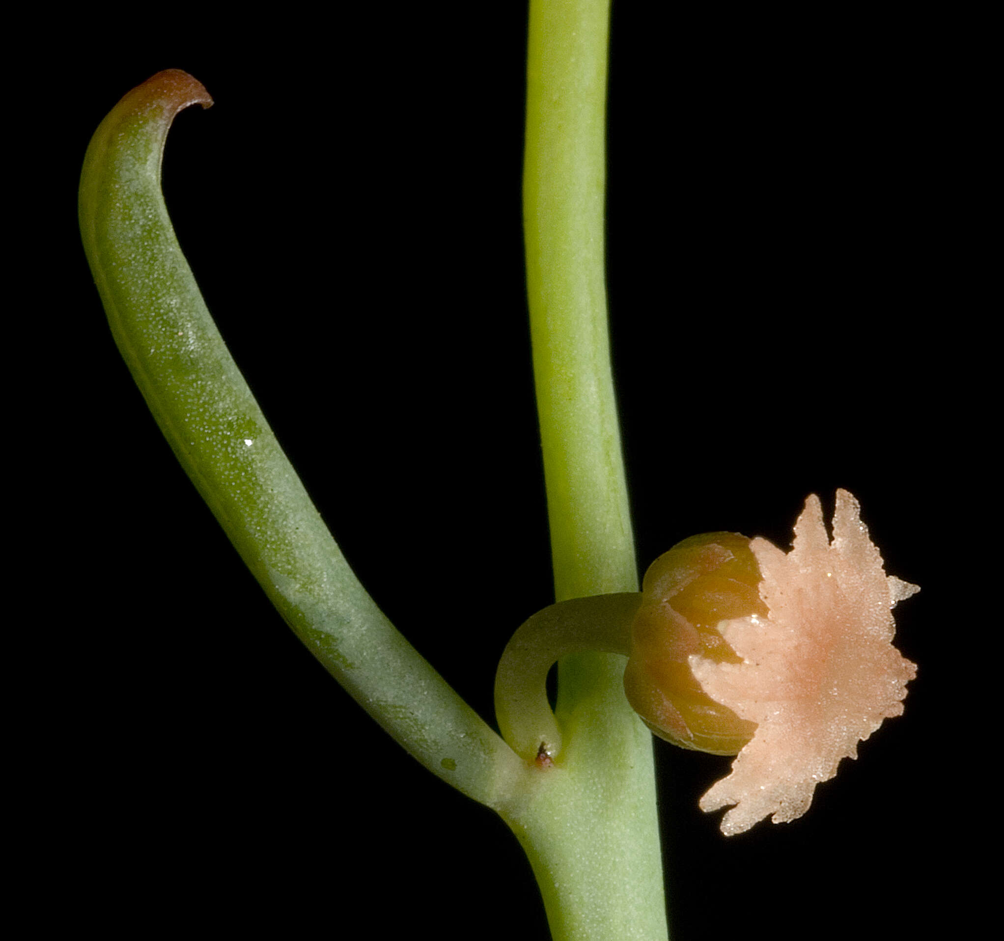 Слика од Gyrostemon racemigerus