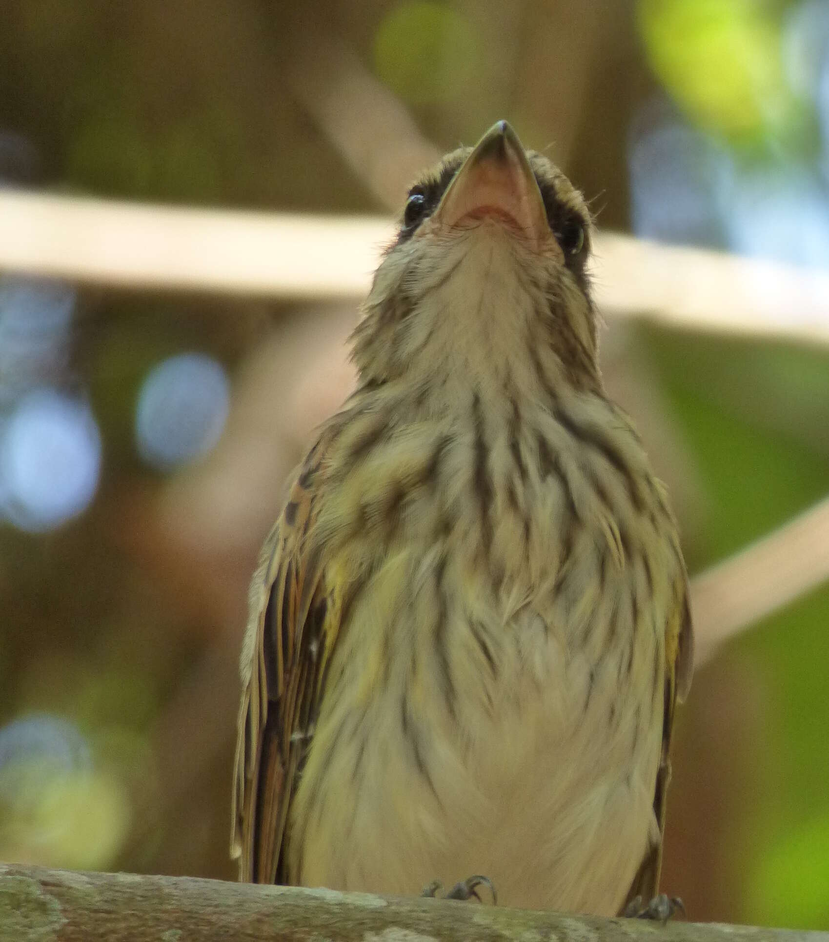 Imagem de Myiodynastes maculatus (Müller & Pls 1776)