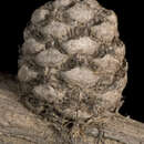 Image of Allocasuarina ramosissima (C. A. Gardner) L. A. S. Johnson