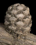 Image of Allocasuarina ramosissima (C. A. Gardner) L. A. S. Johnson