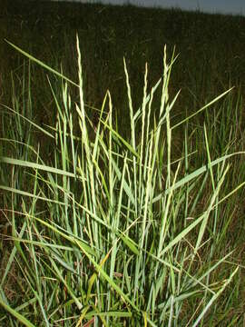 Image of Elymus scabrifolius (Döll) J. H. Hunz.