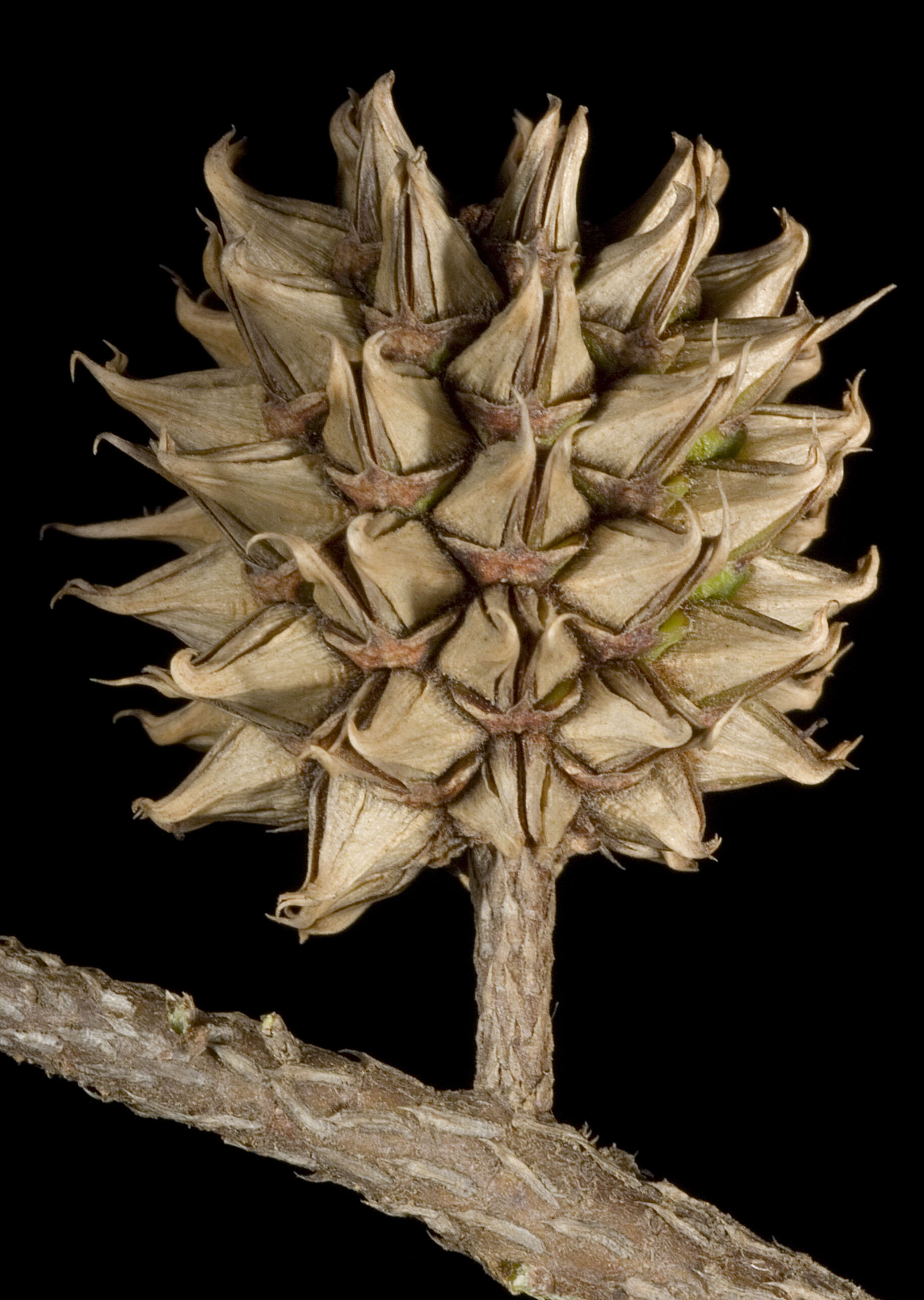 Image of Allocasuarina thuyoides (Miq.) L. A. S. Johnson