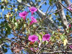 Image of Ipomoea bernoulliana Peter