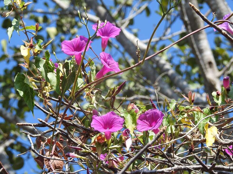 Image de Ipomoea bernoulliana Peter