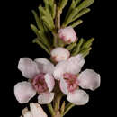 Image of Babingtonia cherticola Rye & Trudgen