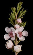 Imagem de Babingtonia cherticola Rye & Trudgen