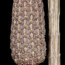 Image of Allocasuarina lehmanniana (Miq.) L. A. S. Johnson