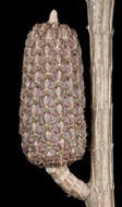 Image of Allocasuarina lehmanniana (Miq.) L. A. S. Johnson