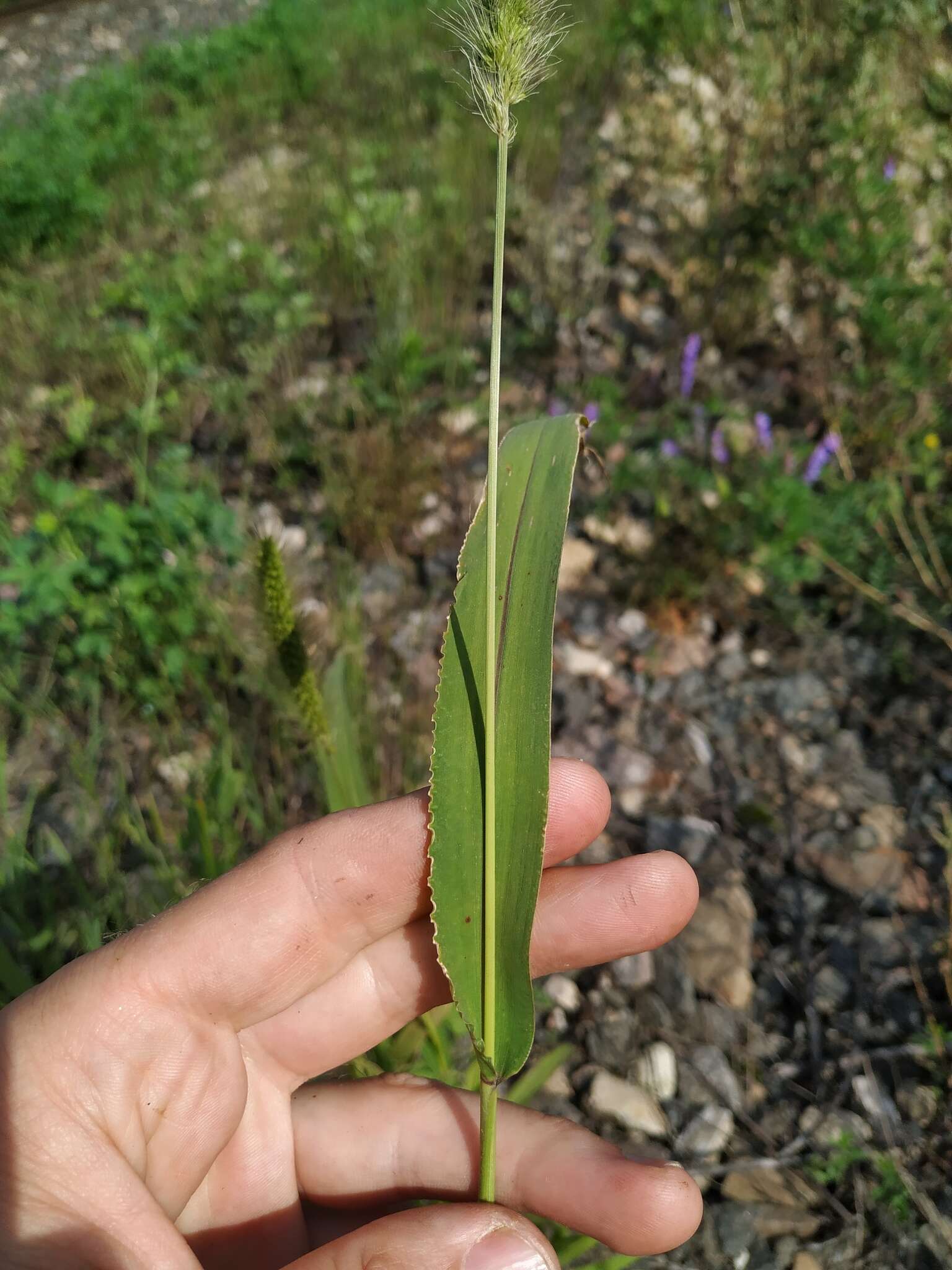 Imagem de Setaria viridis (L.) P. Beauv.