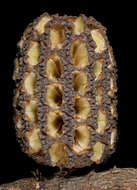 Image of Allocasuarina humilis (Otto & A. Dietr.) L. A. S. Johnson
