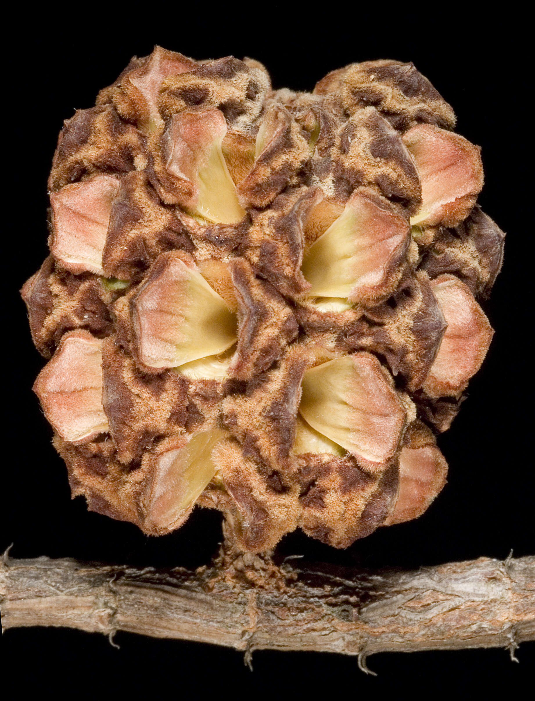 Image of Allocasuarina fraseriana (Miq.) L. A. S. Johnson