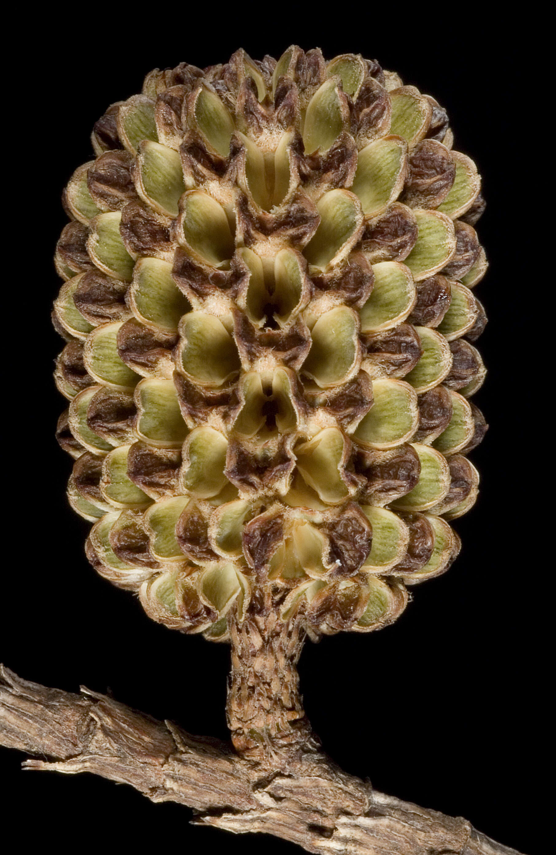 Image of swamp-oak