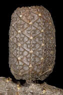 Image of Allocasuarina humilis (Otto & A. Dietr.) L. A. S. Johnson