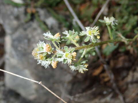 Image of rampion mignonette