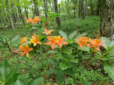 صورة Rhododendron cumberlandense E. L. Braun