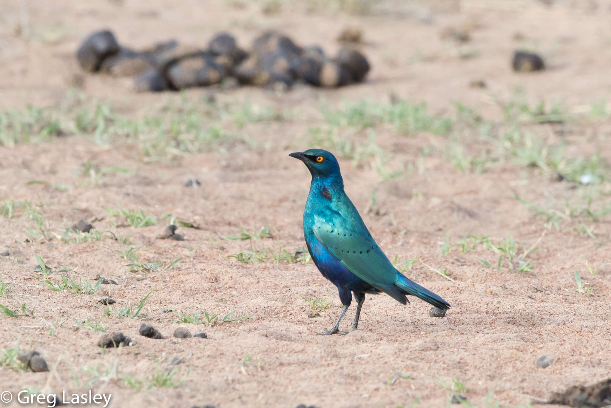 Imagem de Lamprotornis chalybaeus Hemprich & Ehrenberg 1828