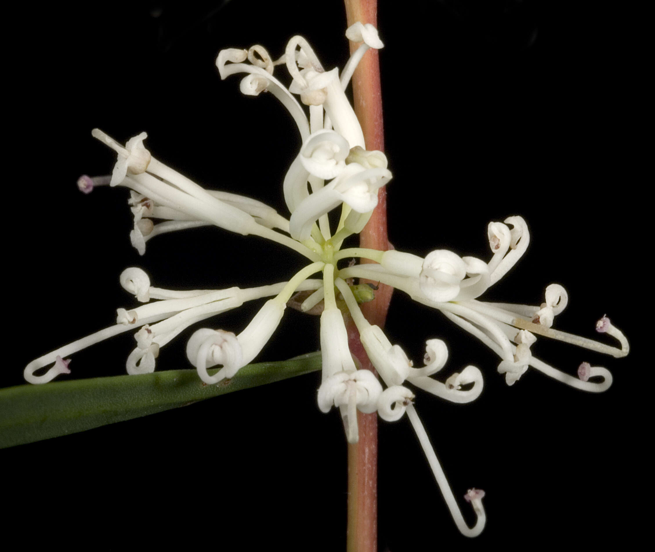 Image of pincushion tree