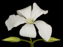 Image of Marianthus floribundus Putterl.