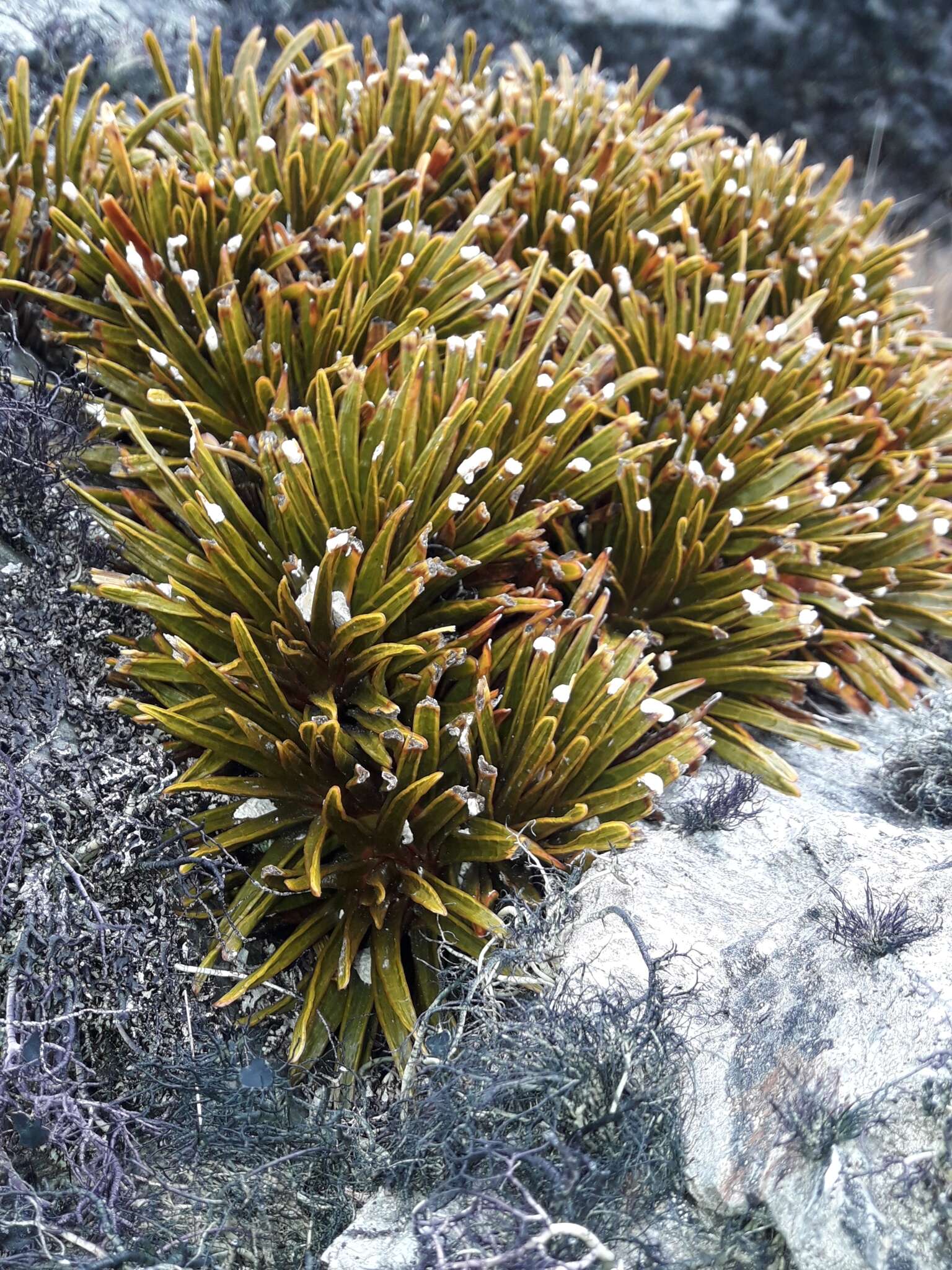 Image of Aciphylla simplex Petrie