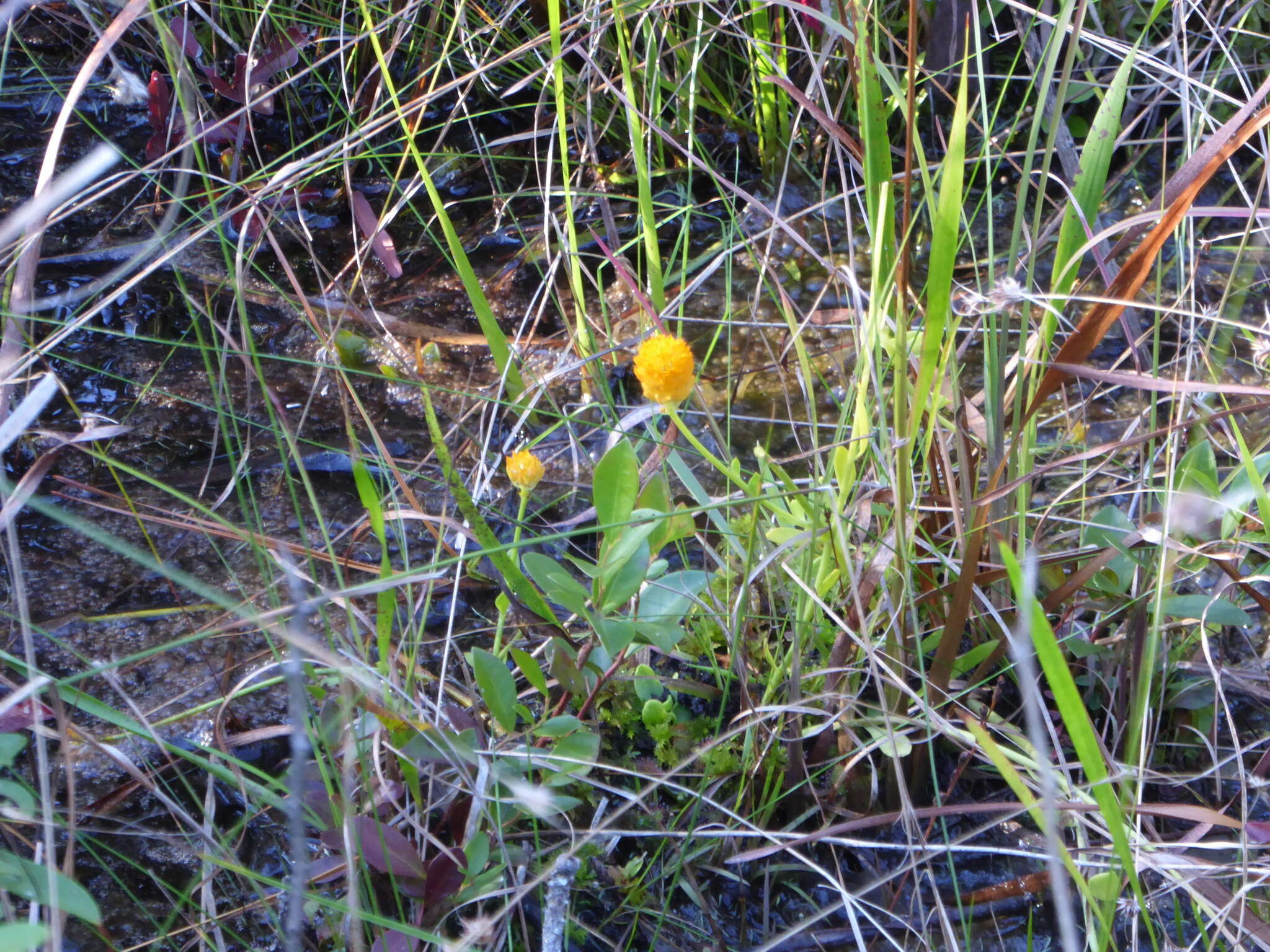 Sivun Polygala lutea L. kuva