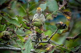 Image of Brown-fronted Woodpecker