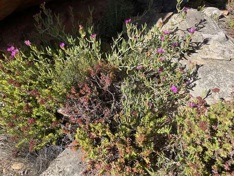 Ruschia cedarbergensis L. Bol. resmi