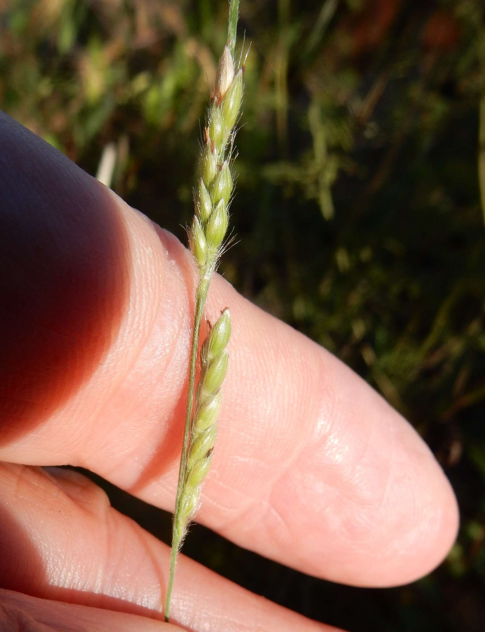 Sivun Eriochloa sericea (Scheele) Munro ex Vasey kuva