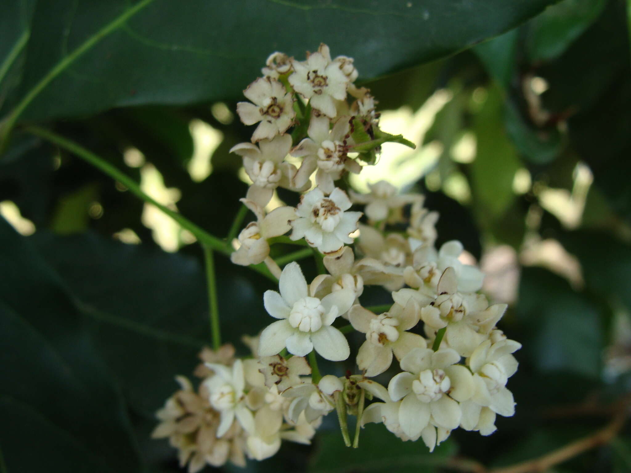 Image of Mespilodaphne veraguensis